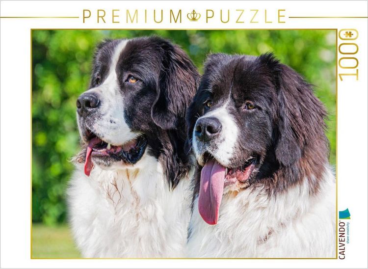 Produktbild: CALVENDO Puzzle Portr&auml;t zweier Landseer | 1000 Teile Lege-Gr&ouml;&szlig;e 64x48cm Foto-Puzzle f&uuml;r gl&uuml;ckliche Stunden
