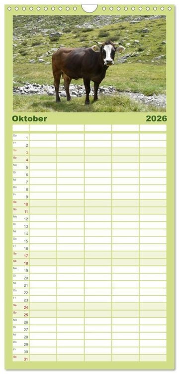 Produktbild: Familienplaner 2026 - K&uuml;he mit H&ouml;rnern mit 5 Spalten (Wandkalender, 21 x 45 cm) CALVENDO