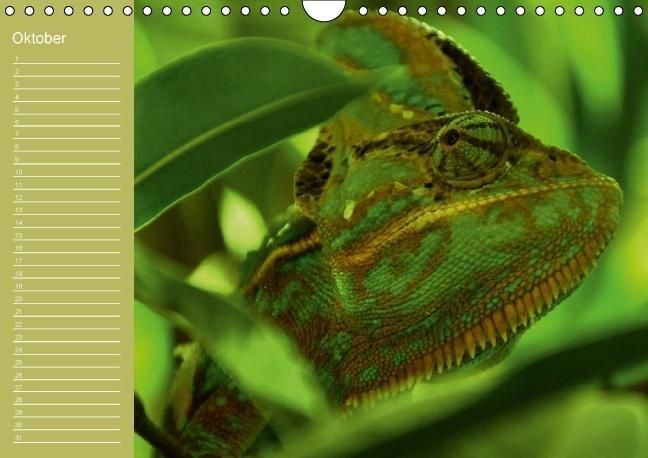 Produktbild: Drachen / Geburtstagskalender (Wandkalender immerw&auml;hrend DIN A4 quer)