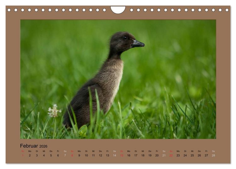 Produktbild: Laufenten immer was zu Schnattern (Wandkalender 2026 DIN A4 quer), CALVENDO Monatskalender