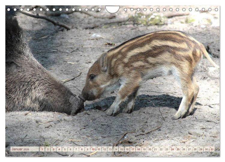 Produktbild: Tierische Schweinerei (Wandkalender 2026 DIN A4 quer), CALVENDO Monatskalender