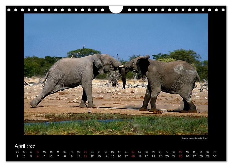 Produktbild: Wildtiere im Etosha Nationalpark (Wandkalender 2027 DIN A4 quer), CALVENDO Monatskalender
