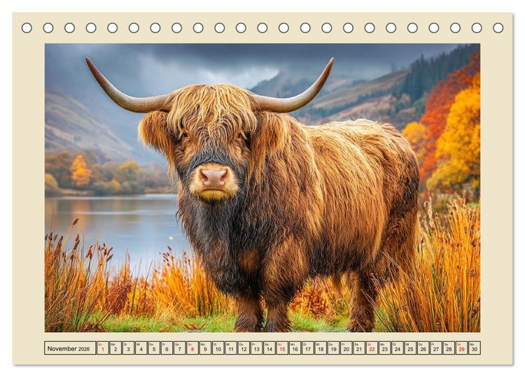 Produktbild: Schottische Hochlandrinder. Zwischen Nebel, Natur und rauer Pracht (Tischkalender 2026 DIN A5 quer), CALVENDO Monatskalender