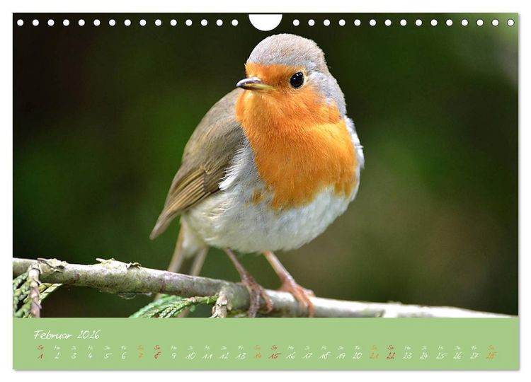 Produktbild: Das Rotkehlchen singt uns ein Lied (Wandkalender 2026 DIN A4 quer), CALVENDO Monatskalender