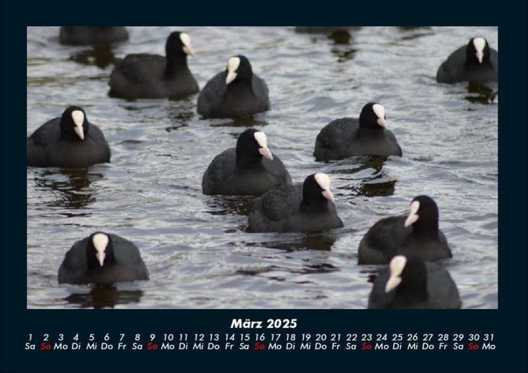 Produktbild: Vogelparadies 2025 Fotokalender DIN A4