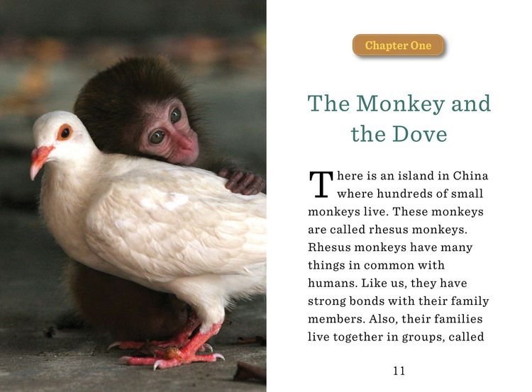 Produktbild: Holland, J: Monkey and the Dove