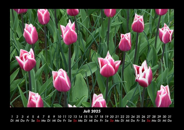 Produktbild: Blumenkalender 2025 Fotokalender DIN A3