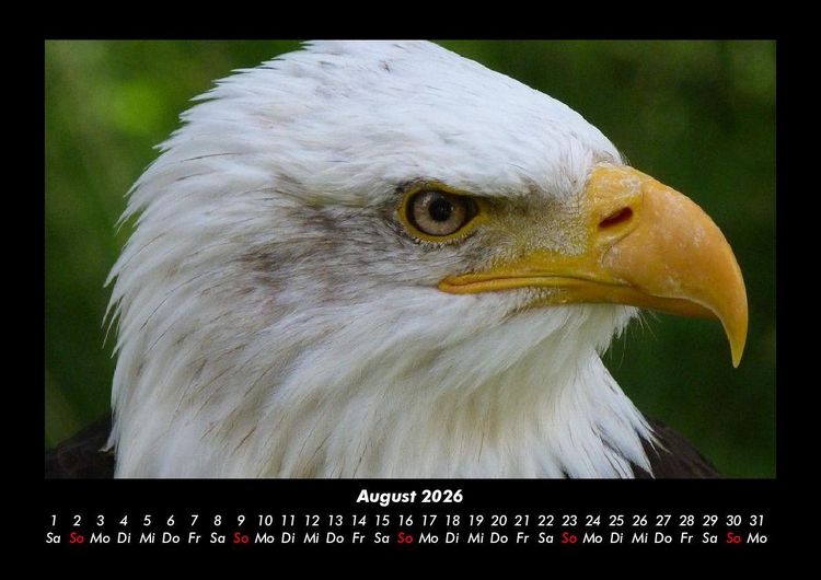 Produktbild: Adler 2026 Fotokalender DIN A3