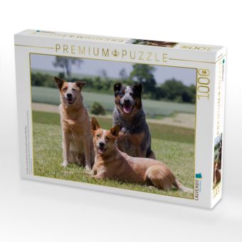 Produktbild: CALVENDO Puzzle Ein Motiv aus dem Kalender Faszinierende Australian Cattle Dogs | 1000 Teile Lege-Gr&ouml;&szlig;e 64x48cm Foto-Puzzle f&uuml;r gl&uuml;ckliche Stunden
