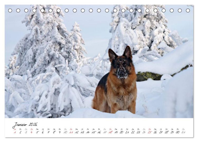 Produktbild: Deutscher Sch&auml;ferhund / CH-Version (Tischkalender 2026 DIN A5 quer), CALVENDO Monatskalender