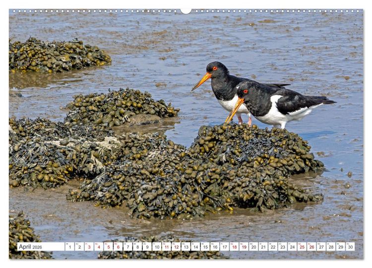 Produktbild: Sturmerprobt - V&ouml;gel an Nordfrieslands K&uuml;ste (hochwertiger Premium Wandkalender 2026 DIN A2 quer), Kunstdruck in Hochglanz