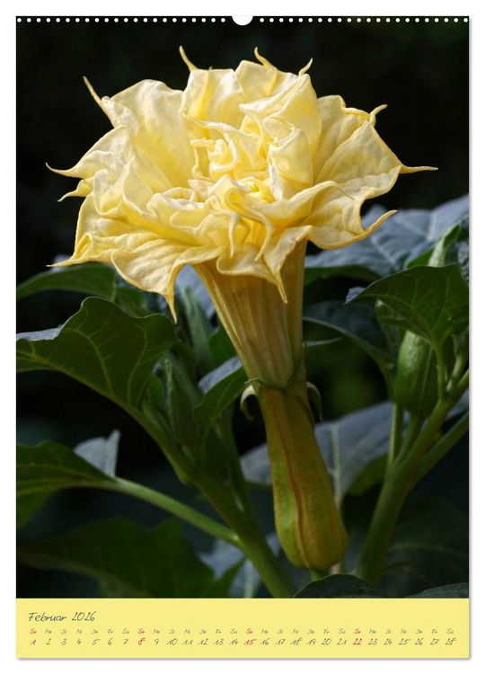 Produktbild: Brugmansia & Datura - Exotische Sch&ouml;nheiten (hochwertiger Premium Wandkalender 2026 DIN A2 hoch), Kunstdruck in Hochglanz