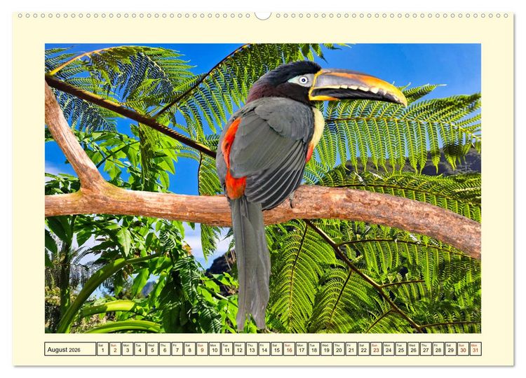 Produktbild: Toucans - clowns of the jungle (Wall Calendar 2026 DIN A2 landscape), CALVENDO 12 Month Wall Calendar