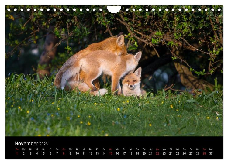 Produktbild: Joni, der kleine Fuchs (Wandkalender 2026 DIN A4 quer), CALVENDO Monatskalender