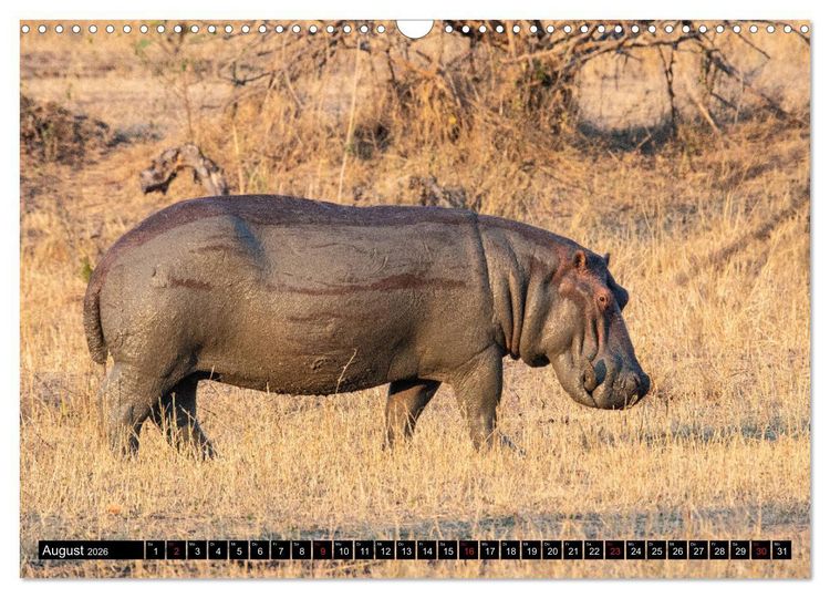 Produktbild: Hippos im s&uuml;dlichen Afrika (Wandkalender 2026 DIN A3 quer), CALVENDO Monatskalender