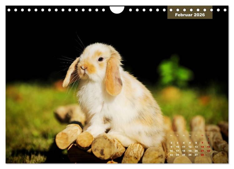 Produktbild: Kaninchen klein und putzig (Wandkalender 2026 DIN A4 quer), CALVENDO Monatskalender
