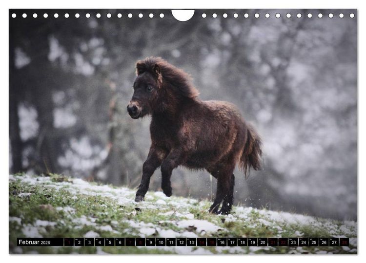 Produktbild: Shetlandpony Kalender (Wandkalender 2026 DIN A4 quer), CALVENDO Monatskalender