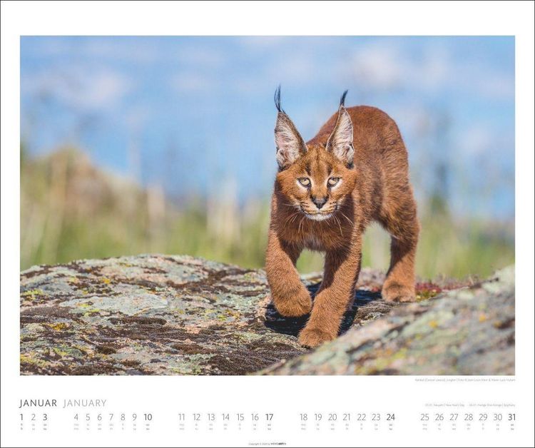 Produktbild: African Wildlife Kalender 2027
