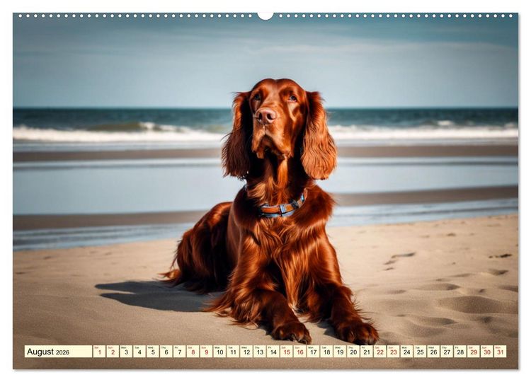 Produktbild: Irish Setter - pure grace (High Quality Premium Wall Calendar 2026 DIN A2 landscape),CALVENDO 12 Month Wall Calendar