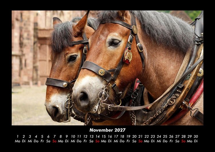 Produktbild: Pferde Kalender 2027 Fotokalender DIN A3