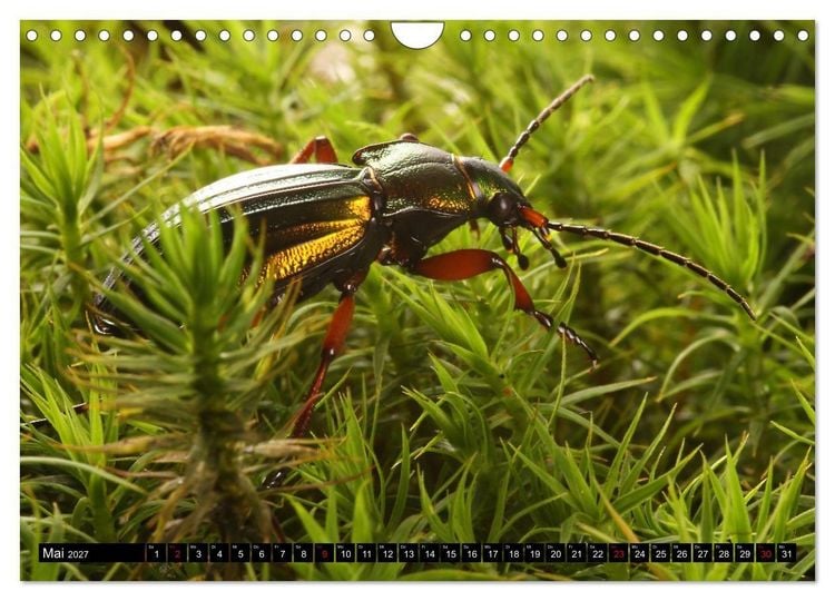 Produktbild: LAUFK&Auml;FER - CARABIDAE (Wandkalender 2027 DIN A4 quer), CALVENDO Monatskalender