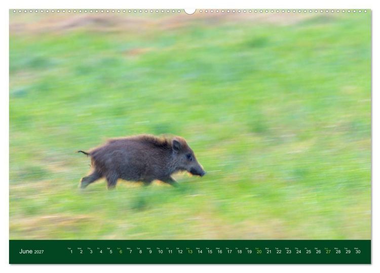 Produktbild: Wild Boars (Wall Calendar 2027 DIN A2 landscape), CALVENDO 12 Month Wall Calendar