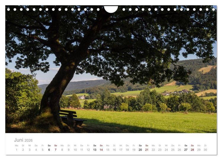 Produktbild: Wundersch&ouml;ne B&auml;ume im Sauerland (Wandkalender 2026 DIN A4 quer), CALVENDO Monatskalender