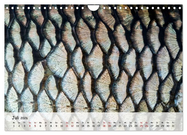 Produktbild: Faszination Fische (Wandkalender 2026 DIN A4 quer), CALVENDO Monatskalender