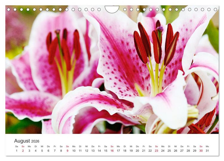 Produktbild: Feurige Lilien (Wandkalender 2026 DIN A4 quer), CALVENDO Monatskalender