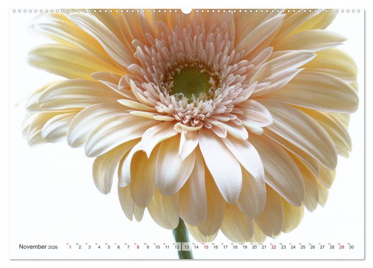Produktbild: Blumenlust (hochwertiger Premium Wandkalender 2026 DIN A2 quer), Kunstdruck in Hochglanz