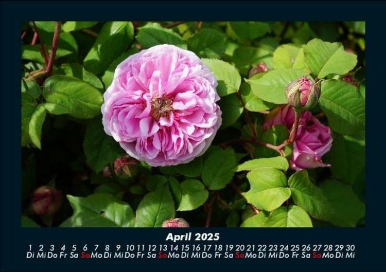 Produktbild: Blumenzauber 2025 Fotokalender DIN A5