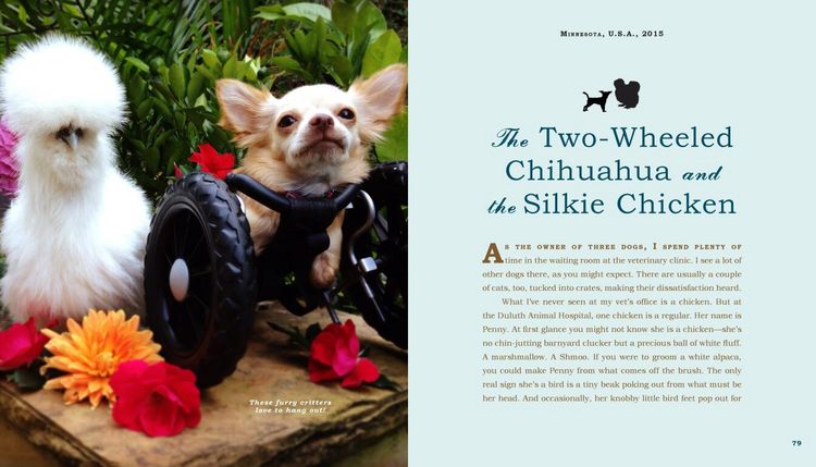 Produktbild: Unlikely Friendships: Dogs