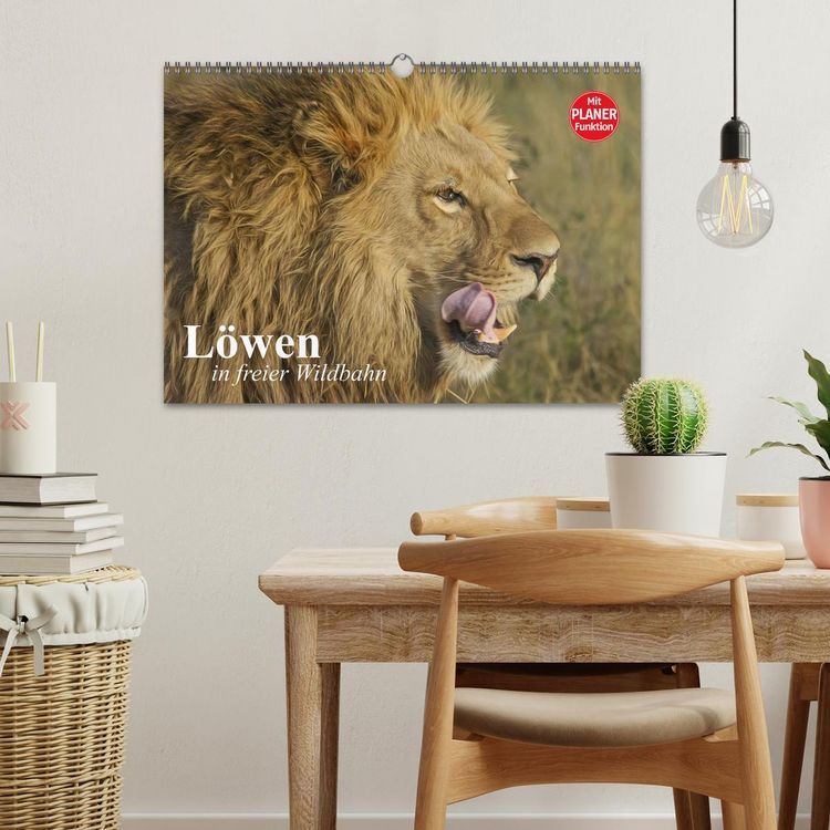 Produktbild: L&ouml;wen in freier Wildbahn (Wandkalender 2026 DIN A3 quer), CALVENDO Monatskalender