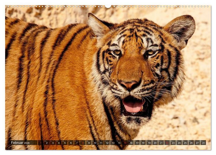 Produktbild: Raubkatzen. Wild, sch&ouml;n und kraftvoll (Wandkalender 2026 DIN A2 quer), CALVENDO Monatskalender