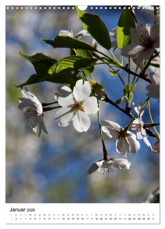 Produktbild: Japan - Kirschbl&uuml;ten (Wandkalender 2026 DIN A3 hoch), CALVENDO Monatskalender