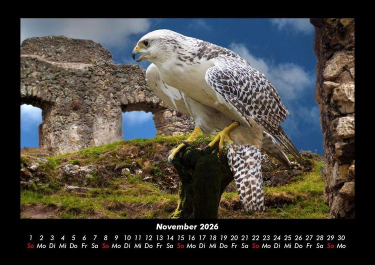 Produktbild: Welt der V&ouml;gel 2026 Fotokalender DIN A3