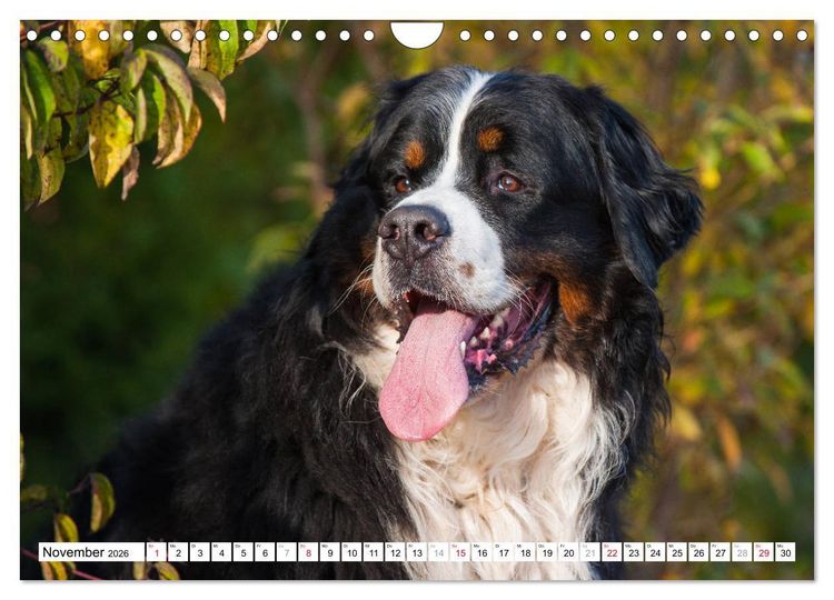 Produktbild: Ein Herz auf 4 Pfoten - Berner Sennenhund (Wandkalender 2026 DIN A4 quer), CALVENDO Monatskalender