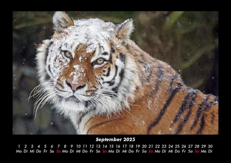 Produktbild: Tiger 2025 Fotokalender DIN A3