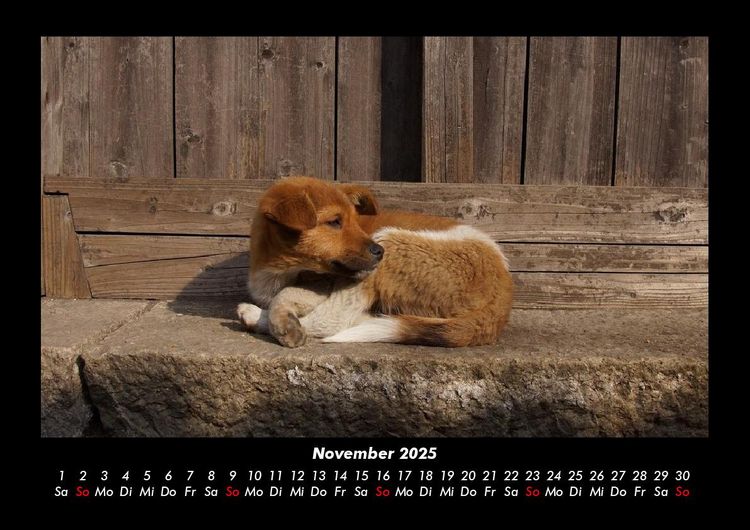 Produktbild: Hunde 2025 Fotokalender DIN A3