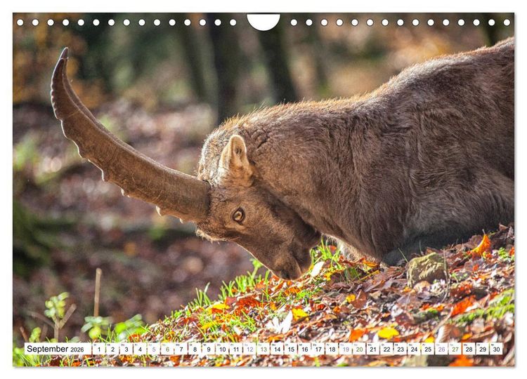 Produktbild: Steinb&ouml;cke - imposante Tiere (Wandkalender 2026 DIN A4 quer), CALVENDO Monatskalender