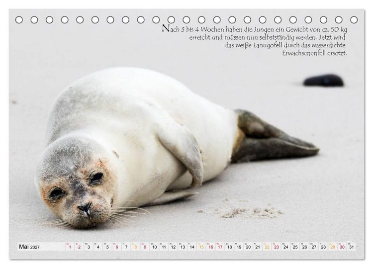 Produktbild: Kegelrobben auf der Insel D&uuml;ne (Tischkalender 2027 DIN A5 quer), CALVENDO Monatskalender