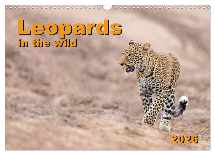 Produktbild: Leopards in the wild (Wall Calendar 2026 DIN A3 landscape), CALVENDO 12 Month Wall Calendar