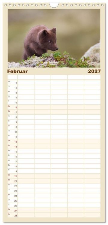 Produktbild: Familienplaner 2027 - Polarfuchs-Welpen mit 5 Spalten (Wandkalender, 21 x 45 cm) CALVENDO
