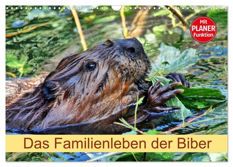 Produktbild: Das Familienleben der Biber (Wandkalender 2026 DIN A3 quer), CALVENDO Monatskalender