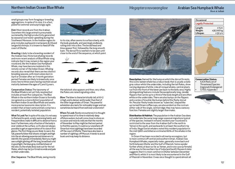 Produktbild: Spalton, A: Field Guide to the Mammals of Oman