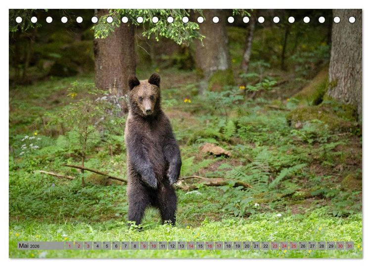 Produktbild: Krafttier B&auml;r (Tischkalender 2026 DIN A5 quer), CALVENDO Monatskalender