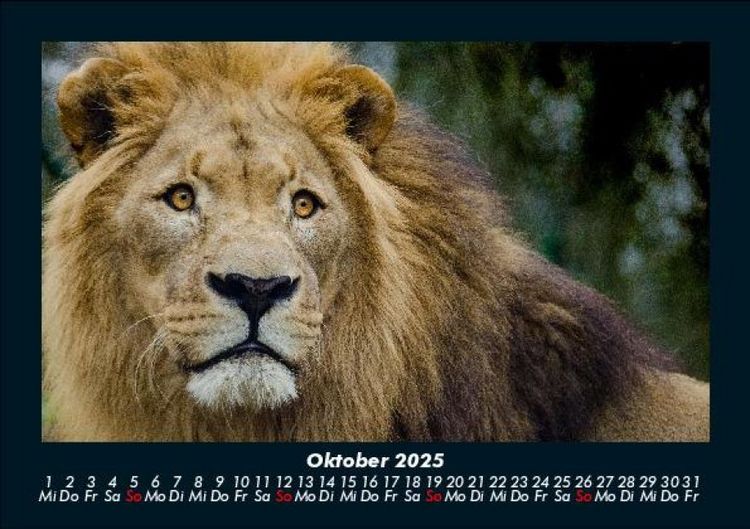 Produktbild: L&ouml;wen in der Wildnis 2025 Fotokalender DIN A5