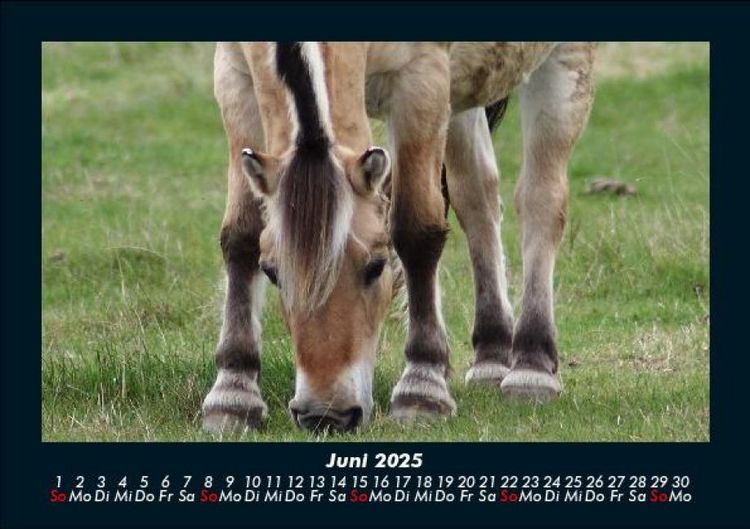 Produktbild: Welt der Pferde 2025 Fotokalender DIN A5