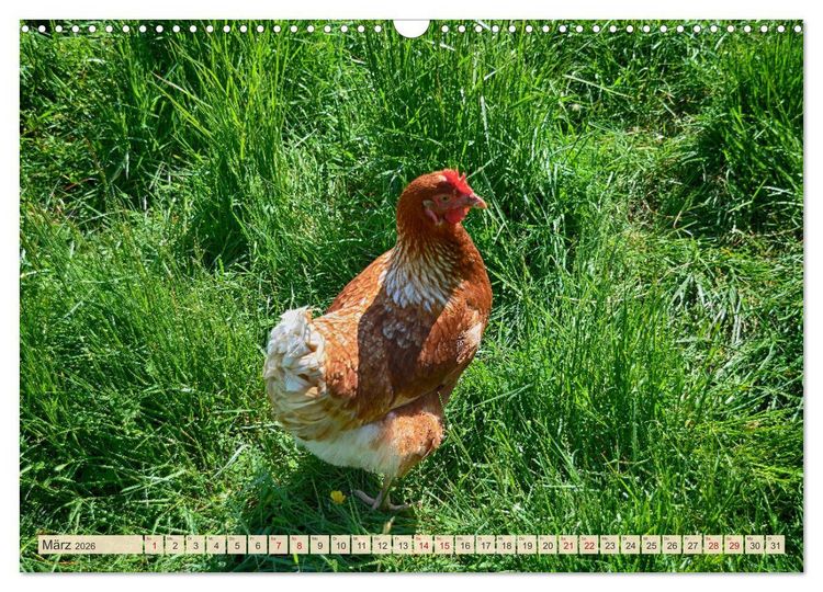 Produktbild: Charmante H&uuml;hner (Wandkalender 2026 DIN A3 quer), CALVENDO Monatskalender