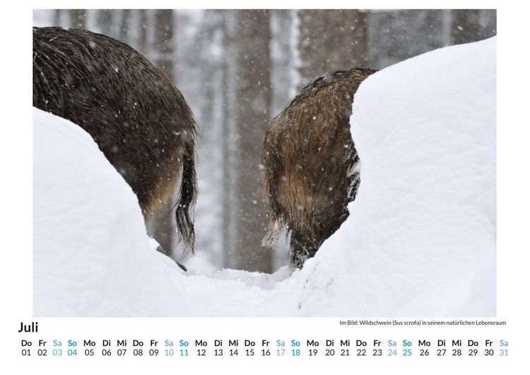 Produktbild: Tiere im Schnee